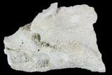 Agatized Fossil Coral Geode - Florida #105318-2